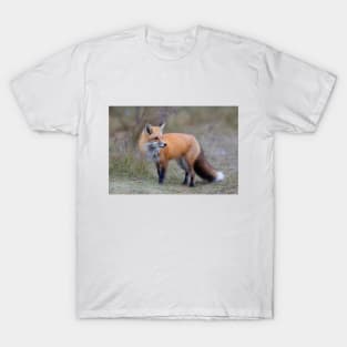 Red Fox in Autumn T-Shirt